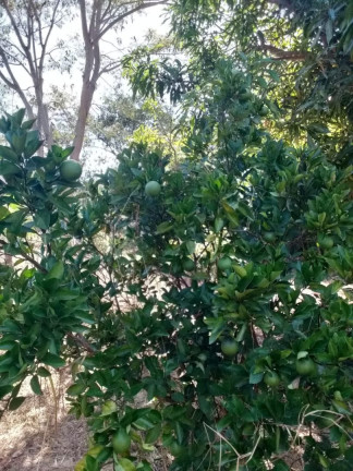 Imagem Imóvel com 2 Quartos à Venda, 10.000 m² em Cancelinha - Esmeraldas