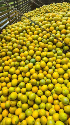 Imagem Fazenda à Venda, 181 m² em Rural - Araraquara Imagem Fazenda à Venda, 181 m² em Rural - Araraquara