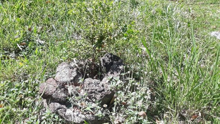 Imagem Imóvel à Venda,  em Chácara Recreio Floresta - Jaguariúna