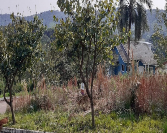 Imagem Imóvel à Venda, 700 m² em Vale Verde - Nova Petrópolis