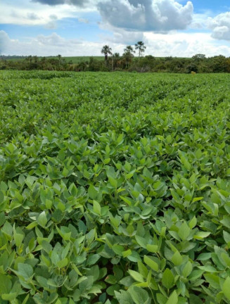 Imagem Fazenda à Venda,  em Poxoréo