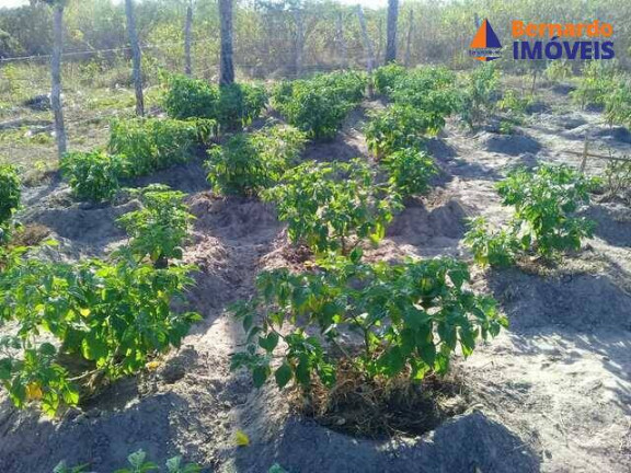 Imagem Fazenda à Venda, 1.485 m² em Passagem Do Franco - Cascavel Imagem Fazenda à Venda, 1.485 m² em Passagem Do Franco - Cascavel