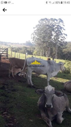 Imagem Chácara à Venda, 4 m² em Rural - Angatuba Imagem Chácara à Venda, 4 m² em Rural - Angatuba