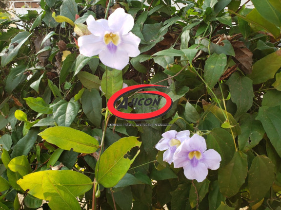 Imagem Terreno à Venda, 300 m² em Itaguá - Ubatuba Imagem Terreno à Venda, 300 m² em Itaguá - Ubatuba