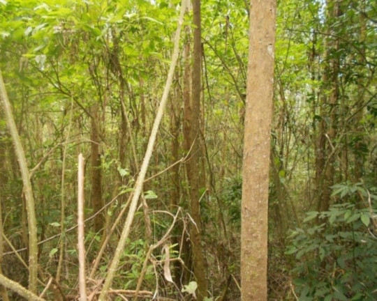 Imagem Terreno à Venda, 190.000 m² em Linha Olinda - Nova Petrópolis Imagem Terreno à Venda, 190.000 m² em Linha Olinda - Nova Petrópolis