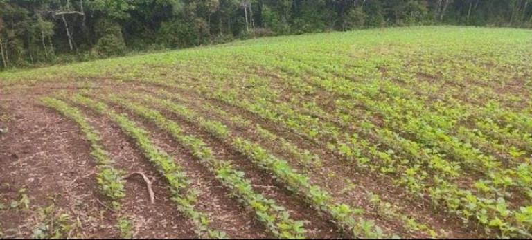 Imagem Chácara à Venda, 1 m² em Colônia Balbino Cunha - Campo Largo Imagem Chácara à Venda, 1 m² em Colônia Balbino Cunha - Campo Largo
