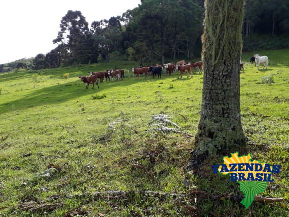 Imagem Imóvel com 1 Quarto à Venda, 100 m² em área Rural De Lages - Ponte Alta Imagem Imóvel com 1 Quarto à Venda, 100 m² em área Rural De Lages - Ponte Alta