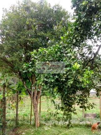Imagem Imóvel com 3 Quartos à Venda, 4.700 m² em Palmeiras - Juquitiba Imagem Imóvel com 3 Quartos à Venda, 4.700 m² em Palmeiras - Juquitiba