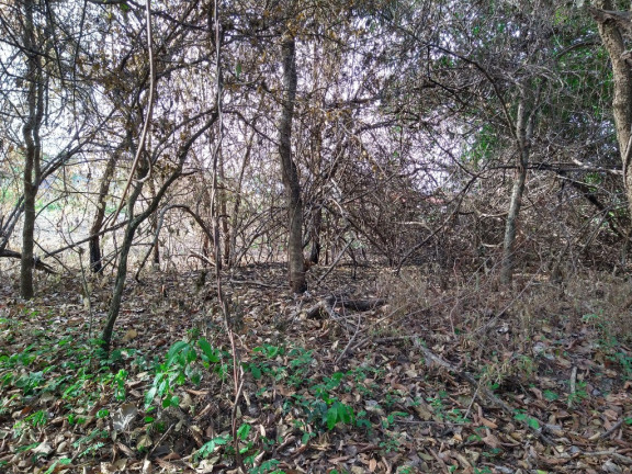 Imagem Imóvel à Venda, 3.000 m² em Zona Rural - Barreiras Imagem Imóvel à Venda, 3.000 m² em Zona Rural - Barreiras