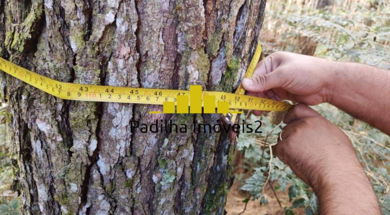 Imagem Fazenda à Venda, 523 m² em São Paulo Imagem Fazenda à Venda, 523 m² em São Paulo