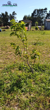 Imagem Chácara à Venda, 3.050 m² em Viamão Imagem Chácara à Venda, 3.050 m² em Viamão