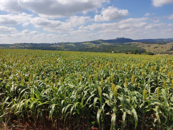 Imagem Imóvel com 3 Quartos à Venda, 459.800 m² em Centro - Itapetininga