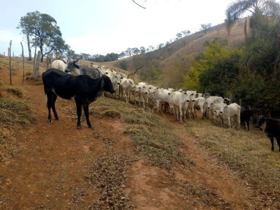 Imagem Chácara com 3 Quartos à Venda, 532 m² em Zona Rural - Cambuí