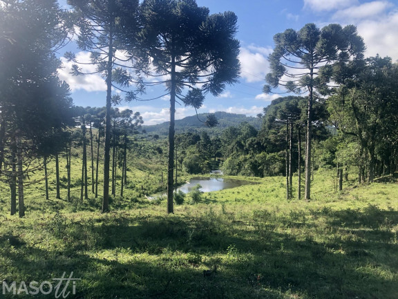 Imagem Chácara à Venda, 70.000 m² em Serra Grande Italiana - Gramado Imagem Chácara à Venda, 70.000 m² em Serra Grande Italiana - Gramado