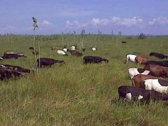 Imagem Fazenda à Venda, 200 m² em Zona Rural - Pilão Arcado Imagem Fazenda à Venda, 200 m² em Zona Rural - Pilão Arcado