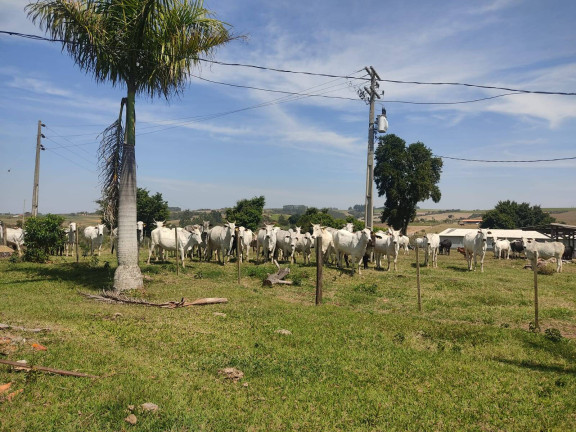Imagem Chácara com 4 Quartos à Venda, 242 m² em Cercadinho - Alambari