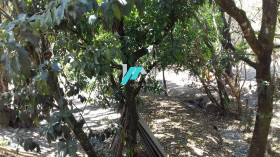 Fazenda à Venda, 2.000 m² em Casa Amarela (charneca) - Betim